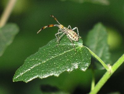 3rd instar Coreid Bug (Hypselonotus punctiventris)