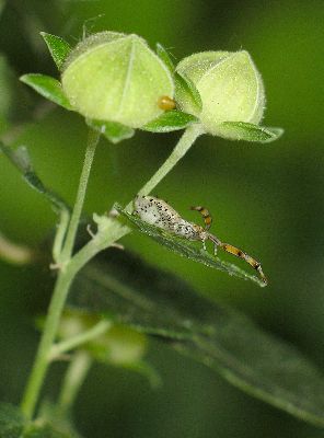 3rd instar Coreid Bug (Hypselonotus punctiventris)