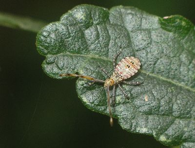 3rd instar Coreid Bug (Hypselonotus punctiventris)