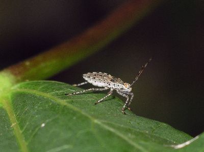 4th instar Coreid Bug (Hypselonotus punctiventris)