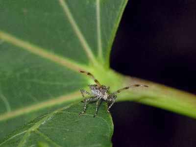 4th instar Coreid Bug (Hypselonotus punctiventris)