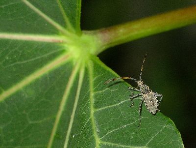 4th instar Coreid Bug (Hypselonotus punctiventris)