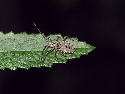 4th instar Coreid Bug (Hypselonotus punctiventris)