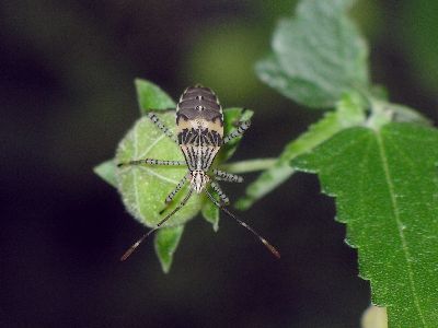 5th instar Coreid Bug (Hypselonotus punctiventris)