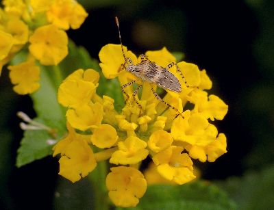 5th instar Coreid Bug (Hypselonotus punctiventris)