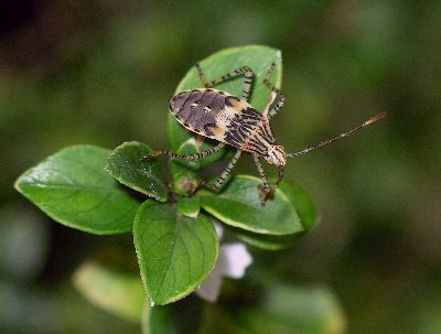 5th instar Coreid Bug (Hypselonotus punctiventris)