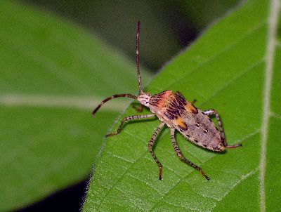 5th instar Coreid Bug (Hypselonotus punctiventris)