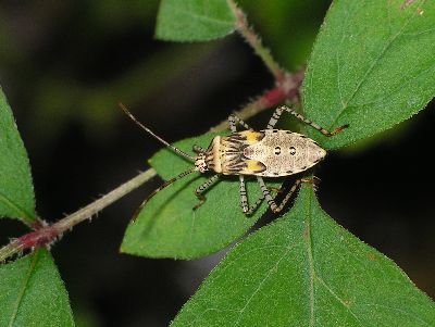 5th instar Coreid Bug (Hypselonotus punctiventris)