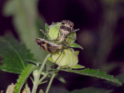 pair of 5th instar Coreid Bug (Hypselonotus punctiventris)