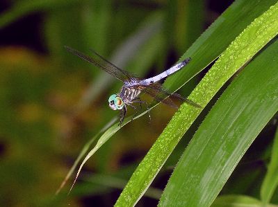 male Blue Dasher (Pachydiplax longipennis)