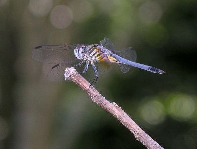 immature male Blue Dasher (Pachydiplax longipennis)