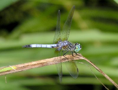 male Blue Dasher (Pachydiplax longipennis)