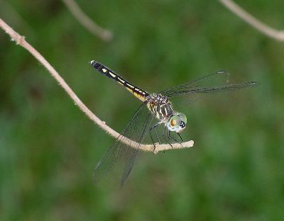 female Blue Dasher (Pachydiplax longipennis)