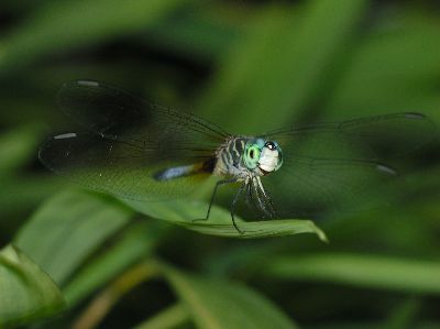 male Blue Dasher (Pachydiplax longipennis)