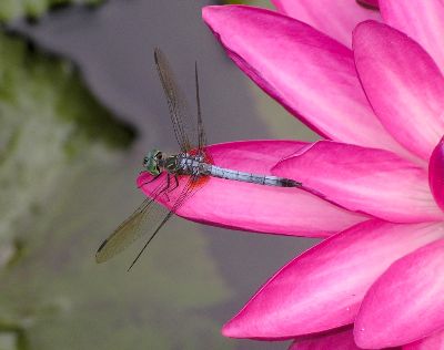 Blue Dasher (Pachydiplax longipennis)