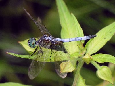 male Blue Dasher (Pachydiplax longipennis) on water primrose (Ludwigia octovalvis)