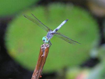 male Blue Dasher (Pachydiplax longipennis)