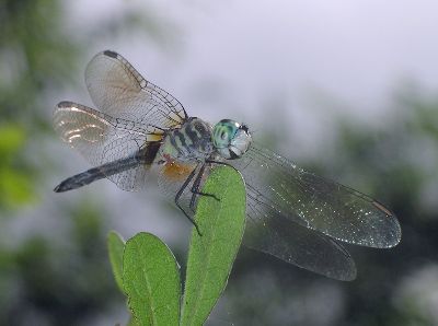 male Blue Dasher (Pachydiplax longipennis)