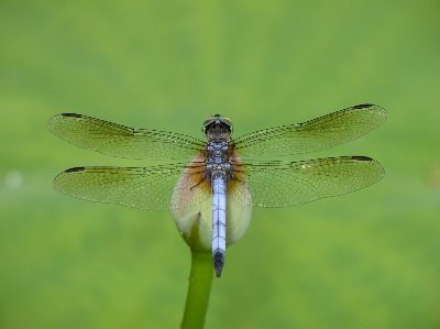 Blue Dasher (Pachydiplax longipennis)