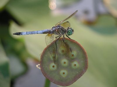 Blue Dasher (Pachydiplax longipennis)