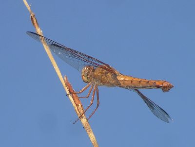 female neon skimmer (Libellula croceipennis)