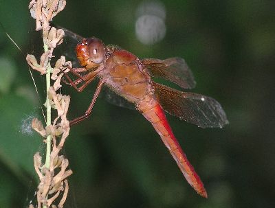 male neon skimmer (Libellula croceipennis)
