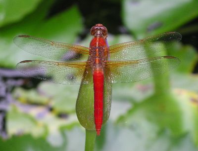 male neon skimmer (Libellula croceipennis)