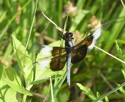 male widow skimmer (Libellula luctuosa)