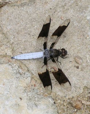 male common whitetail (Libellula lydia)