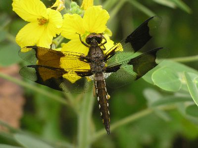 immature male common whitetail (Libellula lydia)