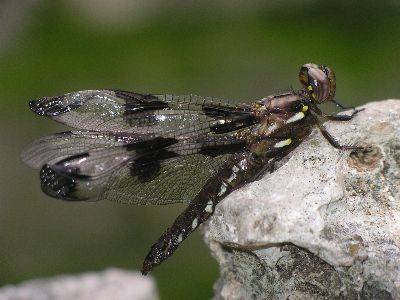 female common whitetail (Libellula lydia)