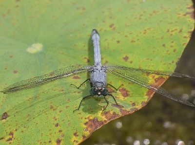 male eastern pondhawk (Erythemis simplicicollis)