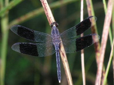 male band-winged dragonlet (Erythrodiplax umbrata)