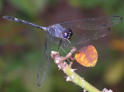 male black setwing (Dythemis nigrescens)