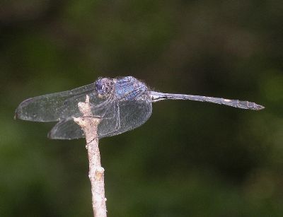 male black setwing (Dythemis nigrescens)