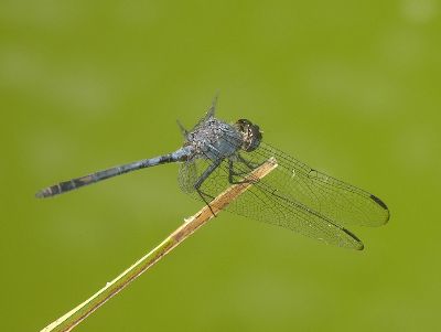 male black setwing (Dythemis nigrescens)