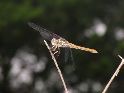 female roseate skimmer (Orthemis ferruginea)