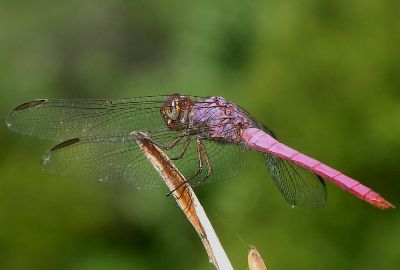 male roseate skimmer (Orthemis ferruginea)