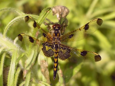 female calico pennant (Celithemis elisa)