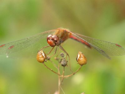 male yellow-legged meadowhawk (Sympetrum vicinum)