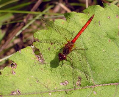 male yellow-legged meadowhawk (Sympetrum vicinum)