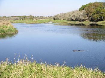 American alligator