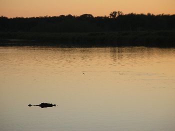 American alligator