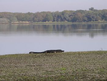 American alligator