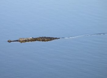 American alligator