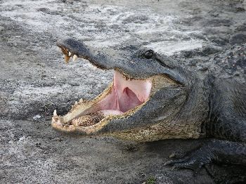 American alligator