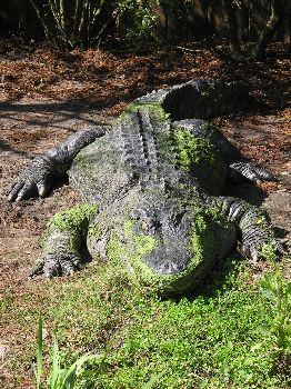 American alligator