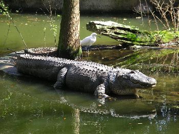 American alligator and snowy egret