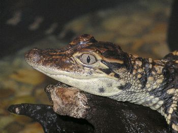 baby American alligator