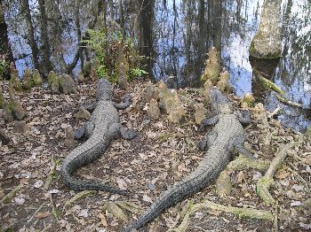 American alligators